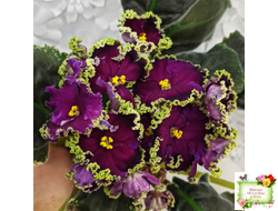 РС-Дон Жуан (С. Репкиной) 2013 г.