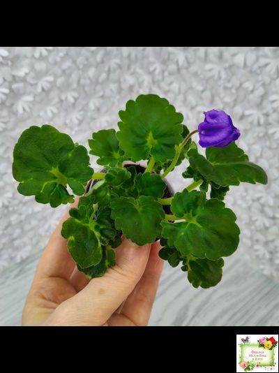 LV-Дудочка и Кувшинчик (Л. Шевелева) 2025 г. трейлер (детка сорт)