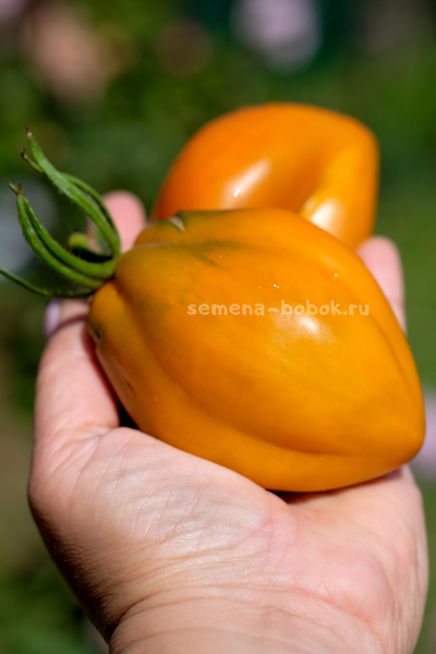 Томат Огненный гребень цвета Охра (Cresta di Fuoco), 10 шт