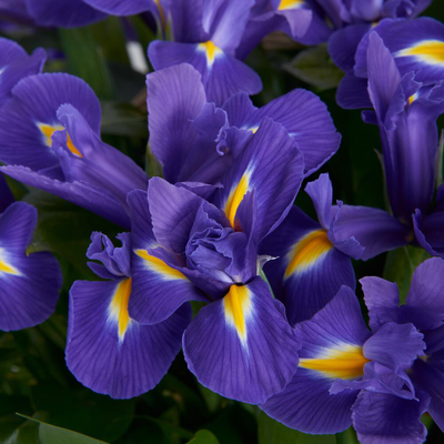 51 ирис в корзине