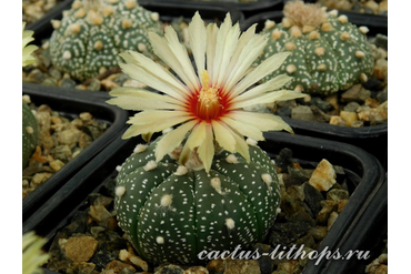 Astrophytum asterias (best nice A)