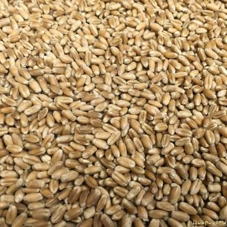 Зерно Озимой пшеницы, 1 кг