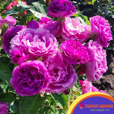 Минерва (Minerva)