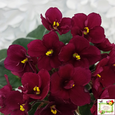 Jolly Mars (H.Pittman), #9718 (01/15/2007)