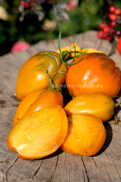 Томат Огненный гребень цвета Охра (Cresta di Fuoco), 10 шт