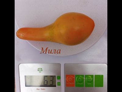 Томат Мила (Mila)
