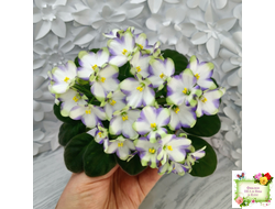 Марина Цветаева (А.Басенина) 2017 г. химера (укоренённый пасынок)