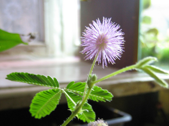 Mimosa pudica - Мимоза стыдливая, сенсорное (движущиеся) растение, удивительное растение