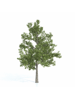 лиственные Дуб 01