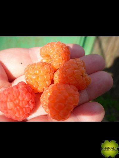 МАЛИНА &quot;Валентина&quot; (РАННЯЯ, очень сладкая)