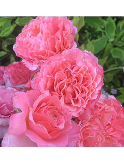 Корал Желе (Corail Geele)