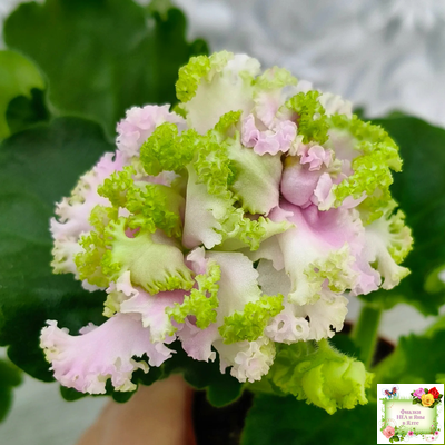 ЛЕ-Денди (Е. Лебецкая) 2011 г. (сортовой стартер)