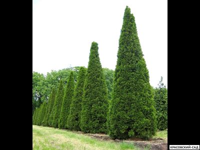 Голден Смарагд купить - Красовский-Сад.рф