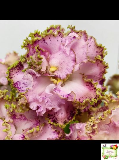 ЛЕ-Медуница (Е. Лебецкая) 2020 г. (сортовая омоложенная розетка)