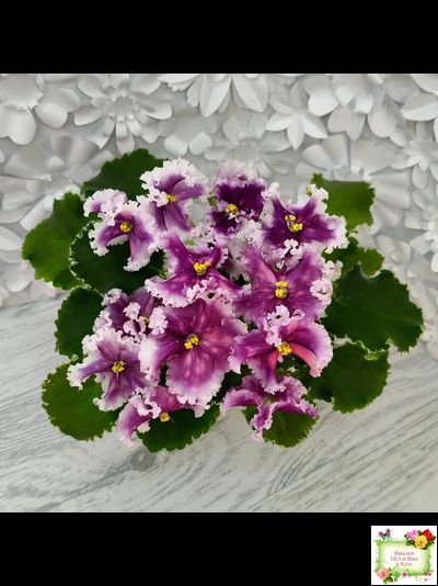 МТ-Сладкая Фантазия (М. Тотиева) 2022 г. (лист с детками укоренённый)