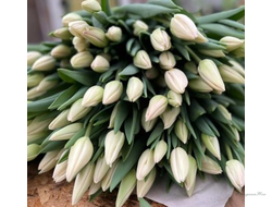 Тюльпан Snowboard