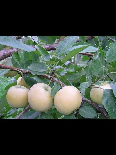 Уральское наливное (яблоня)