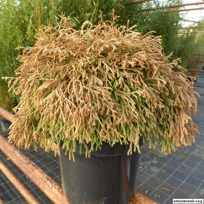 Туя Голден Таффет - Golden Tuffet