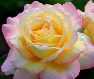 Глория Дей ( Gloria Dei, Слава миру,  Peace,  Mme Antoine Meilland)   Ч/Г   Meilland