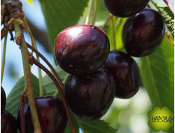 Вишня "ШОКОЛАДНИЦА" (среднеспелая, самоплодная, саженец 3 года)