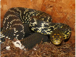 Полоз килеватый