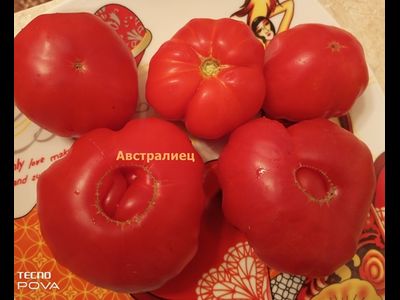 Томат Австралиец (Aussie), Австралия