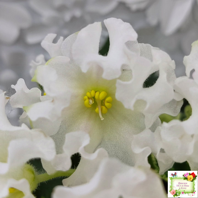 Dn-Macabeo (Д. Денисенко) 2019 г. (укоренённый лист)