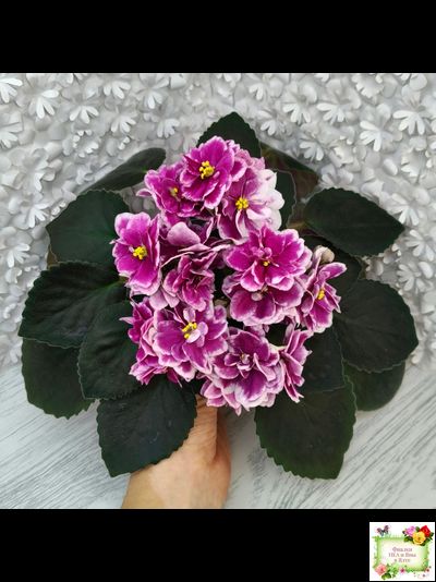 АВ-Последняя Любовь Самурая (Фиалковод) 2021 г.