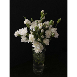 Гвоздика кустовая 11 шт