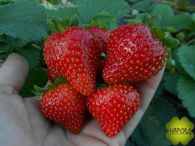 КЛУБНИКА "СЕЛЬВА". МОЖНО ИСПОЛЬЗОВАТЬ КАК АМПЕЛЬНУЮ. (РЕМОНТАНТНАЯ, КРУПНАЯ, ОЧЕНЬ ДУШИСТАЯ)