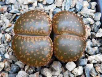 Lithops aucampiae - 10 семян