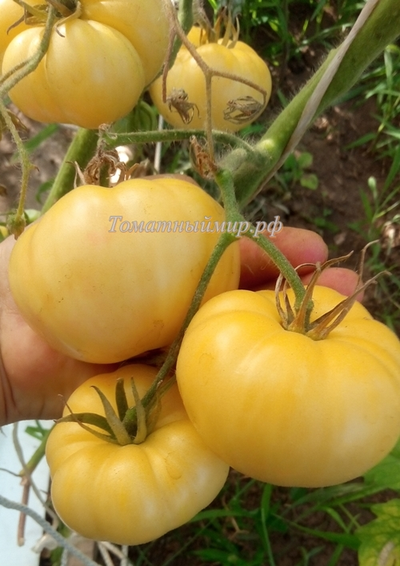 Томат  Большой пломбир