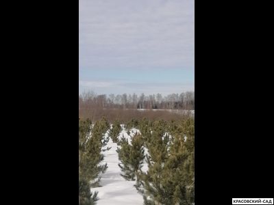 Кедр 6 метров