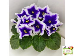 Dn-New Star (Д. Денисенко) 2019 г.