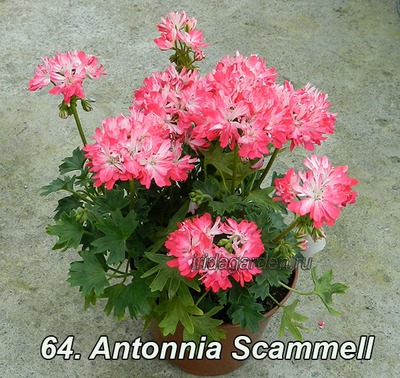 Пеларгония Antonnia Scammell