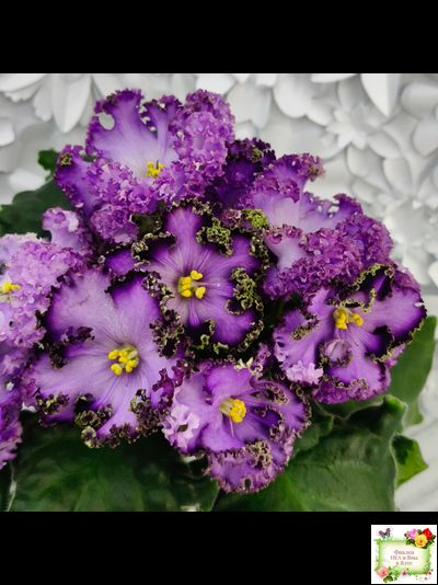 АВ-Пенная Вечеринка (Фиалковод) 2021 г.