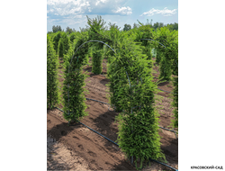 Топиар Арка из Лиственницы европейской