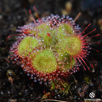 Drosera "Sessilifolia"