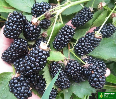 Ежевика "Бжезина"