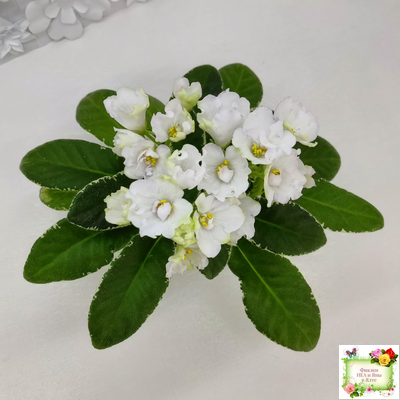 ЛЕ-Стрекоза (Е. Лебецкая) 2020 г. (пестролистный лонг)