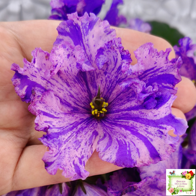 ВаТ-Инопланетянин (Т. Валькова) 2015 г.