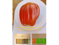 Томат Антико Канестрино из Лукки (Antico Canestrino di Lucca), Италия