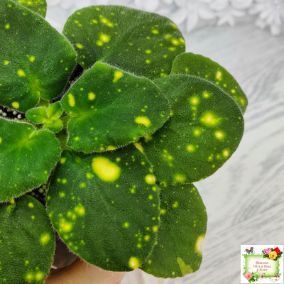 ШН-Космическая Фея (Н. Шушакова) 2019 г.