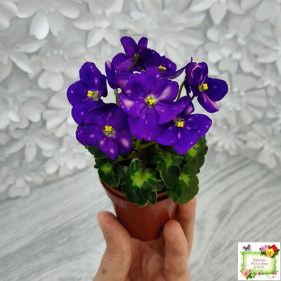 ВаТ-Горох на Десерт (Т. Валькова) 2020 г. (гёрл-листва)