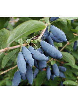 Жимолость  Бакчарский великан