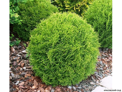 Туя Тини Тим - Tiny Tim