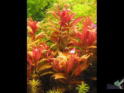 Альтернантера Лилацина (пучок)