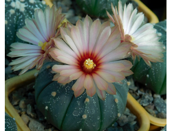 Astrophytum AS SUPER TOKUSHIRI X ASRF - 5 семян