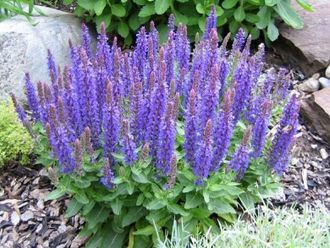 Шалфей дубравный (Salvia nemorosa `Marcus`), ЗКС