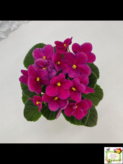 Mac’s Paisley Pattern (G.McDonald)